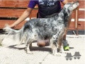Setter Anglais TZOUMAKA ANIMUS ILIA Setter Anglais TZOUMAKA ANIMUS ILIA